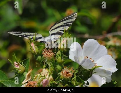 Rare Swallowtail - Iphiclides podalirius. Aperçu Oeiras, Portugal. Vue panoramique. Perché sur un rosier de chien. Banque D'Images
