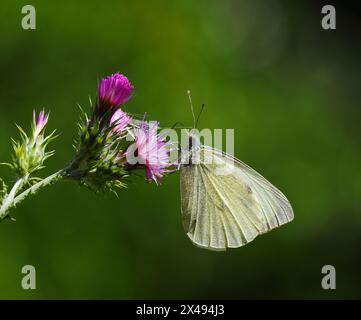 Grand papillon blanc - Pieris brassicae, également connu sous le nom de papillon de chou se nourrissant d'un chardon violet en pleine floraison. Oeiras, Lisbonne, Portugal Banque D'Images
