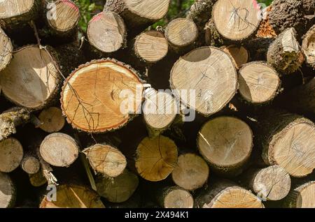 Couper les troncs d'arbres empilés à la scierie, au bois de chauffage ou à la charpenterie. Photo de haute qualité Banque D'Images