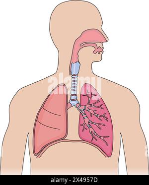 Diagramme du corps humain montrant le processus respiratoire Illustration de Vecteur