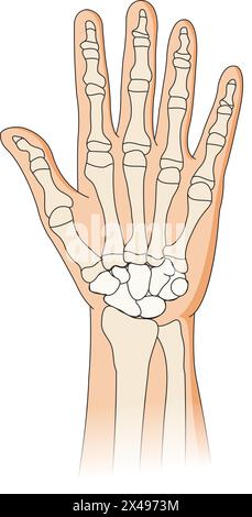 Illustration montrant les articulations et les os des mains Illustration de Vecteur