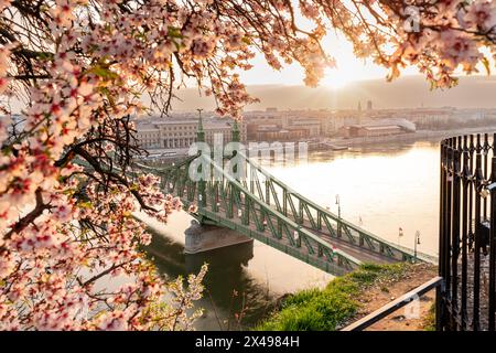 Pont de la liberté avec fleur d'amandiers à Budapest, Hongrie. Amandiers en fleurs et célèbre pont dont le nom hongrois est Szabadsag caché sur le backgro Banque D'Images