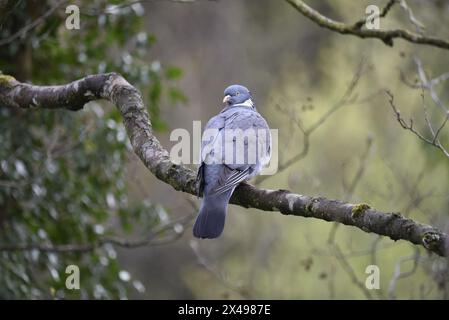 Gros plan d'un pigeon commun (Columba palumbus) assis sur une branche d'arbre avec dos à la caméra, et la tête tournée à gauche pour regarder la caméra, dans le bois Banque D'Images