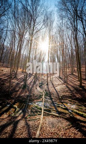 Sentier de randonnée de la gorge d'Obanya au début du printemps. Il y a une forêt où se trouvent un petit ruisseau avec de petites falaises et de petites cascades. Voici le skew wa Banque D'Images