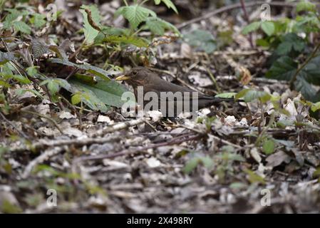 Image en gros plan d'une femelle à Blackbird commun (Turdus merula) debout parmi la litière de feuilles dans le profil gauche avec la tête inclinée écoutant le sol, Royaume-Uni Banque D'Images