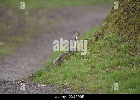 Écureuil gris (Sciurus carolinensis) debout sur les pattes arrière, regardant vers le haut un banc d'herbe en pente dans le profil droit, avec un chemin vers la gauche, pris au printemps Banque D'Images