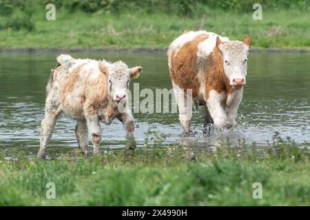 Dorney, Buckinghamshire, Royaume-Uni. 1er mai 2024. Les bovins de Dorney Common dans le Buckinghamshire se rafraîchissaient dans l'eau aujourd'hui alors que les températures atteignaient 18 degrés. Dorney Common est Common Land où les roturiers ont le droit de faire paître du bétail depuis plus de 1 000 ans. Crédit : Maureen McLean/Alamy Live News Banque D'Images