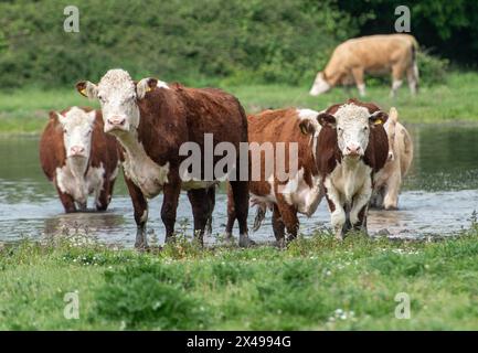 Dorney, Buckinghamshire, Royaume-Uni. 1er mai 2024. Les bovins de Dorney Common dans le Buckinghamshire se rafraîchissaient dans l'eau aujourd'hui alors que les températures atteignaient 18 degrés. Dorney Common est Common Land où les roturiers ont le droit de faire paître du bétail depuis plus de 1 000 ans. Crédit : Maureen McLean/Alamy Live News Banque D'Images