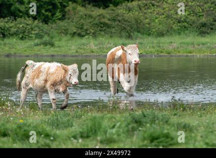 Dorney, Buckinghamshire, Royaume-Uni. 1er mai 2024. Les bovins de Dorney Common dans le Buckinghamshire se rafraîchissaient dans l'eau aujourd'hui alors que les températures atteignaient 18 degrés. Dorney Common est Common Land où les roturiers ont le droit de faire paître du bétail depuis plus de 1 000 ans. Crédit : Maureen McLean/Alamy Live News Banque D'Images