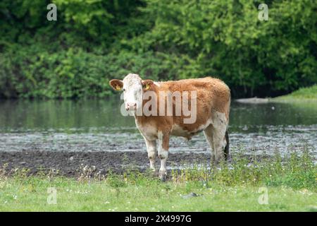 Dorney, Buckinghamshire, Royaume-Uni. 1er mai 2024. Les bovins de Dorney Common dans le Buckinghamshire se rafraîchissaient dans l'eau aujourd'hui alors que les températures atteignaient 18 degrés. Dorney Common est Common Land où les roturiers ont le droit de faire paître du bétail depuis plus de 1 000 ans. Crédit : Maureen McLean/Alamy Live News Banque D'Images