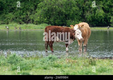 Dorney, Buckinghamshire, Royaume-Uni. 1er mai 2024. Les bovins de Dorney Common dans le Buckinghamshire se rafraîchissaient dans l'eau aujourd'hui alors que les températures atteignaient 18 degrés. Dorney Common est Common Land où les roturiers ont le droit de faire paître du bétail depuis plus de 1 000 ans. Crédit : Maureen McLean/Alamy Live News Banque D'Images