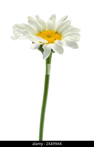 Simple Daisy Flower découpée sur blanc. Banque D'Images