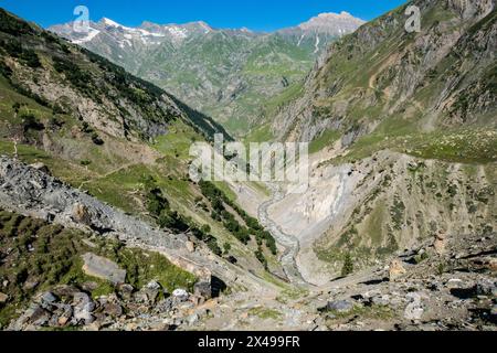 Bouleaux de l'Himalaya (Betula utilis) poussant dans la magnifique vallée de Warwan, au Cachemire, en Inde Banque D'Images
