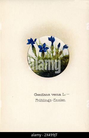 Gentiane printanière Gentiana verna, (livre de botanique, 1922), Frühlings-Enzian Banque D'Images