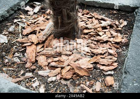 Paillis d'écorce d'arbre autour d'un palmier en croissance. Le paillis offre une protection contre les mauvaises herbes et garde les racines fraîches par temps chaud. Banque D'Images