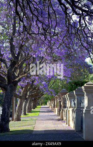 Belle jacaranda vibrante violette en fleur. Sensibilité. Arbres Jacaranda en Australie méridionale, Adélaïde. Fleur violette pour fond de printemps ou d'été. Banque D'Images