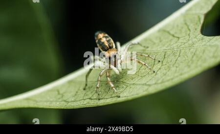 Vue de face de l'araignée sautante de la famille Cosmophasis sur feuille verte Banque D'Images