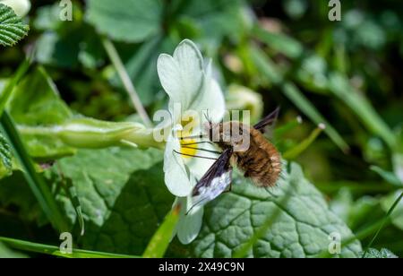 Macro, vue de côté détail d'une mouche à arête sombre ou grande abeille (Bombylius Major) se nourrissant de nectar d'une fleur d'Primrose (Primula vulgaris) un jour lumineux Banque D'Images