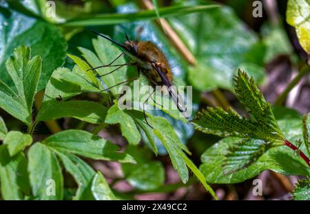 Macro, vue de côté détail d’un bord sombre ou d’une grande abeille (Bombylius Major) reposant sur une feuille avec son Proboscis étendu vers l’avant, un jour lumineux. Banque D'Images