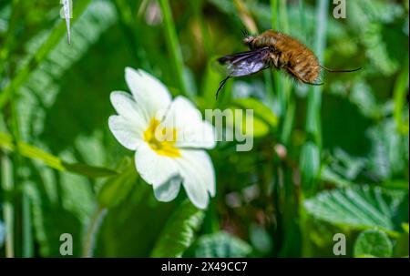 Macro, vue de côté détail d'un bord sombre ou d'une grande abeille (Bombylius Major) planant au-dessus d'une fleur de Primrose (Primula vulgaris) un jour de printemps lumineux. Banque D'Images