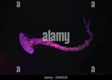 Méduse rayée violette, Chrysaora colorata nageant dans l'eau sombre d'un réservoir d'aquarium illuminé avec une lumière néon rose. Organisme aquatique, animal, sous Banque D'Images