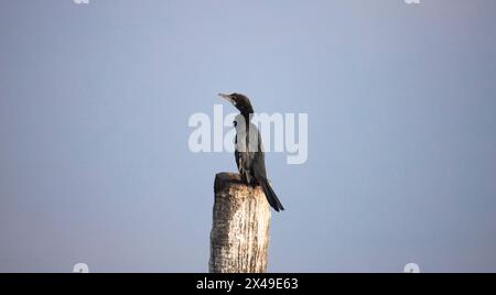 Petit Cormorant perché sur une bûche de bois Banque D'Images
