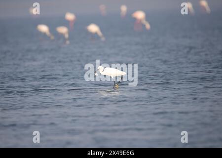 Petite aigrette avec une prise de poisson sur un lac Banque D'Images