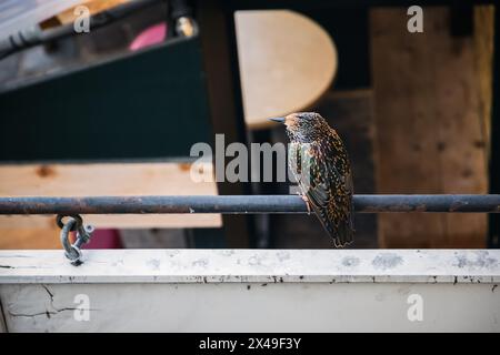 Oiseau étourlé commun perché sur un rail au Camden Market à Londres Banque D'Images