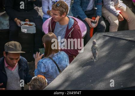 Londres, Royaume-Uni - 18 mai 2023 - Un oiseau étourdi seul en contraste avec la foule de touristes au marché de Camden Banque D'Images