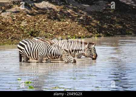 Trois plaines zèbres buvant de l'eau tout en se tenant debout dans un trou d'eau dans le parc national de Tarangire, Tanzanie Banque D'Images