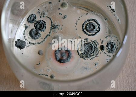 Regarder vers le bas dans le verre à boire qui a des colonies de bactéries ou de moisissures qui poussent sur le dessus de la boisson à la limonade Banque D'Images