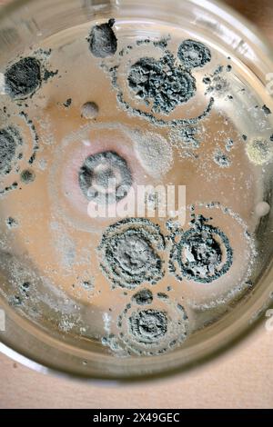 Regarder vers le bas dans le verre à boire qui a des colonies de bactéries ou de moisissures qui poussent sur le dessus de la boisson à la limonade Banque D'Images