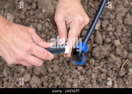 Fixation et raccordement des tuyaux à l'aide d'un raccord. Un homme installe un système d'irrigation goutte à goutte automatique pour le jardin. Banque D'Images