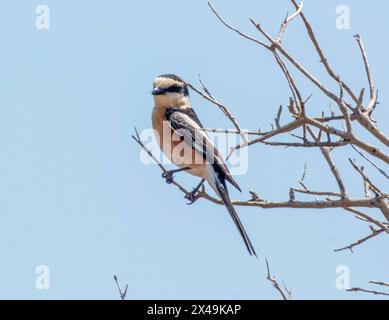 Shrike masqué mâle (Lanius nubicus) perchée dans un arbre, Akamas, Chypre. Banque D'Images