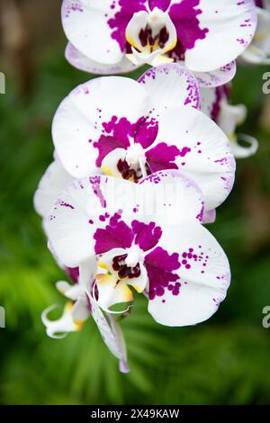 Une vue rapprochée de belles orchidées Arlequin Phalaenopsis blanches et violettes qui semblent avoir été éclaboussées de peinture violette. Banque D'Images