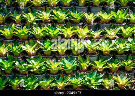 Bromelia plante multicolore avec des feuilles colorées. Champ de plantes plantées texture fond naturel Banque D'Images