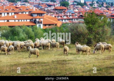 Panorama de la ville d'été all seasons resort bulgare Bansko, Bulgarie et troupeau de moutons Banque D'Images