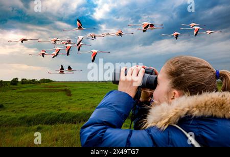 Flamants roses aperçus en vol Banque D'Images