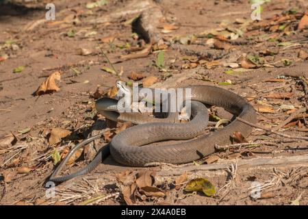 Mamba noir adulte très venimeux (Dendroaspis polylepis) Banque D'Images