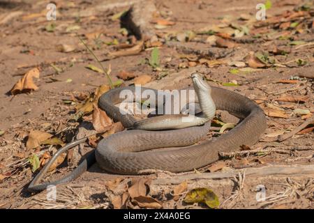 Mamba noir adulte très venimeux (Dendroaspis polylepis) Banque D'Images