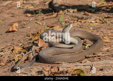 Mamba noir adulte très venimeux (Dendroaspis polylepis) Banque D'Images