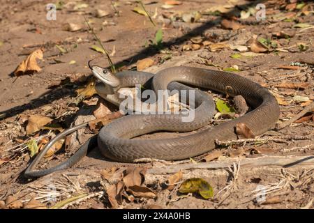 Mamba noir adulte très venimeux (Dendroaspis polylepis) Banque D'Images