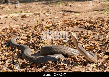 Mamba noir adulte très venimeux (Dendroaspis polylepis) Banque D'Images