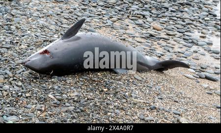 Jeune dauphin mort sur la catastrophe écologique du rivage de la mer. Banque D'Images