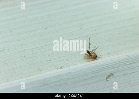 Moustique mort sur étagère en bois. Insecte mort. Concept de la faune. Suceur de sang isolé. Danger de virus. Moustique mortel. Protection contre les insectes. Banque D'Images