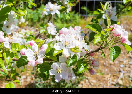 Fleurs blanches et roses et boutons floraux fleurissant sur la branche du pommier Chehalis (Malus domestica 'Chehalis') au printemps dans un verger domestique. Banque D'Images