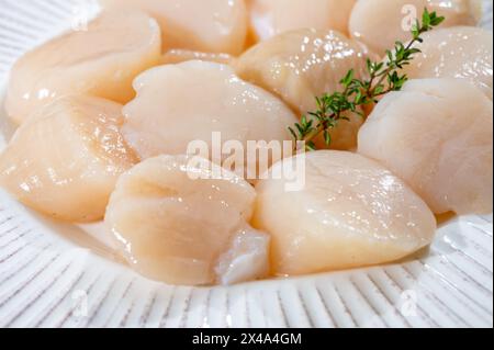 Atlantique Bay nettoyé coquilles Saint-Jacques coquilles préparées James sur assiette, prise du jour en Normandie ou en Bretagne, France Banque D'Images