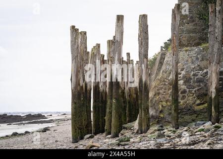 Piliers en bois recouverts d'algues. Littoral de la zone de production d'huîtres de Cancale Bretagne France. Piliers en bois vert et gris à marée basse. Banque D'Images