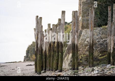 Piliers en bois recouverts d'algues. Littoral de la zone de production d'huîtres de Cancale Bretagne France. Piliers en bois vert et gris à marée basse. Banque D'Images