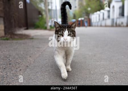 Chat brun blanc marchant dans une rue avec sa queue levée Banque D'Images